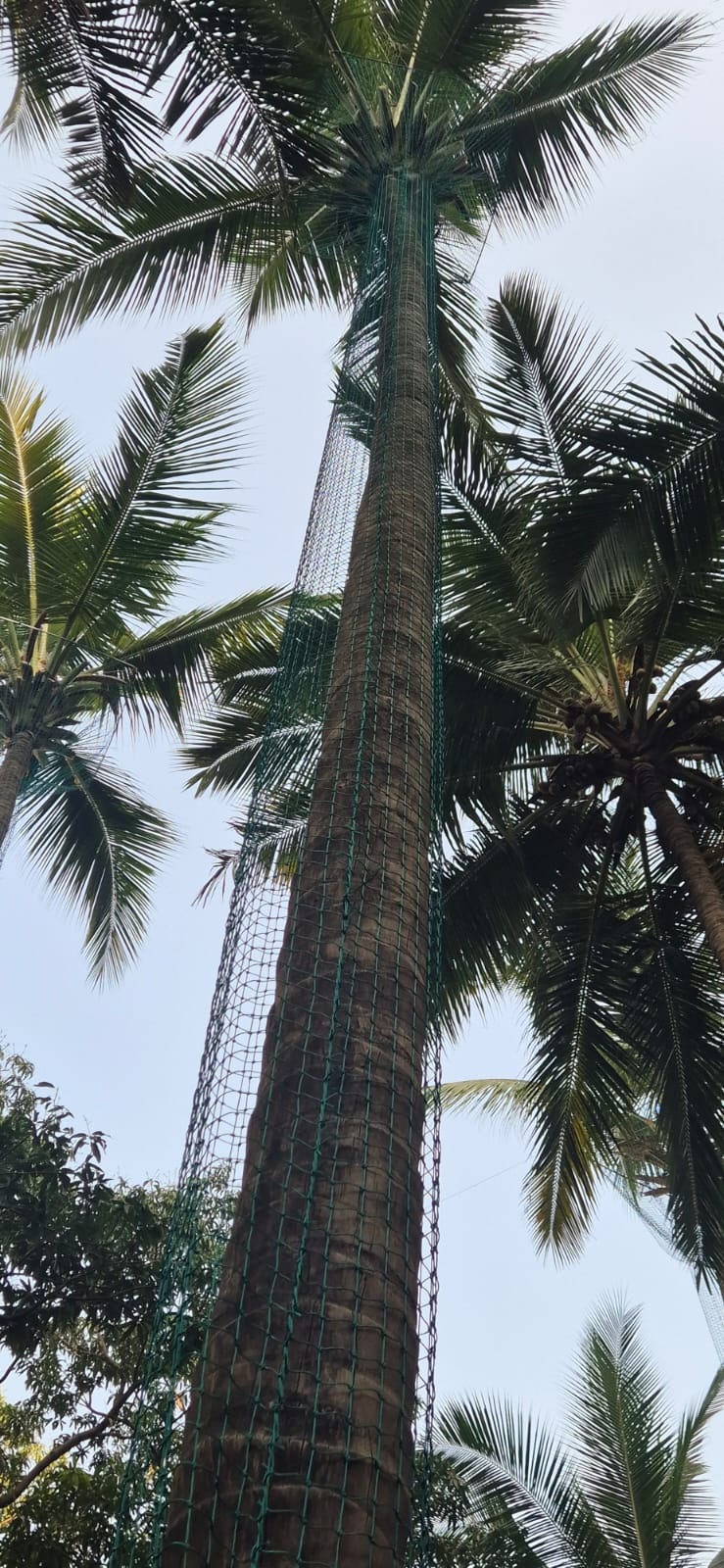 Coconut Tree Safety Net